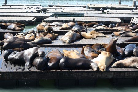 Sea Lions