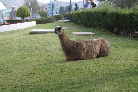 Llama's