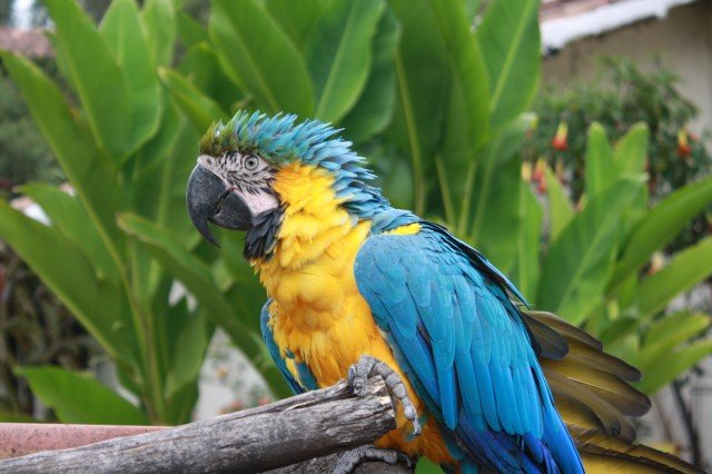 Bird Sacred Valley